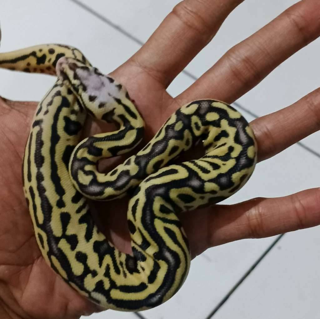 ball-phyton-5BERTRMNV7