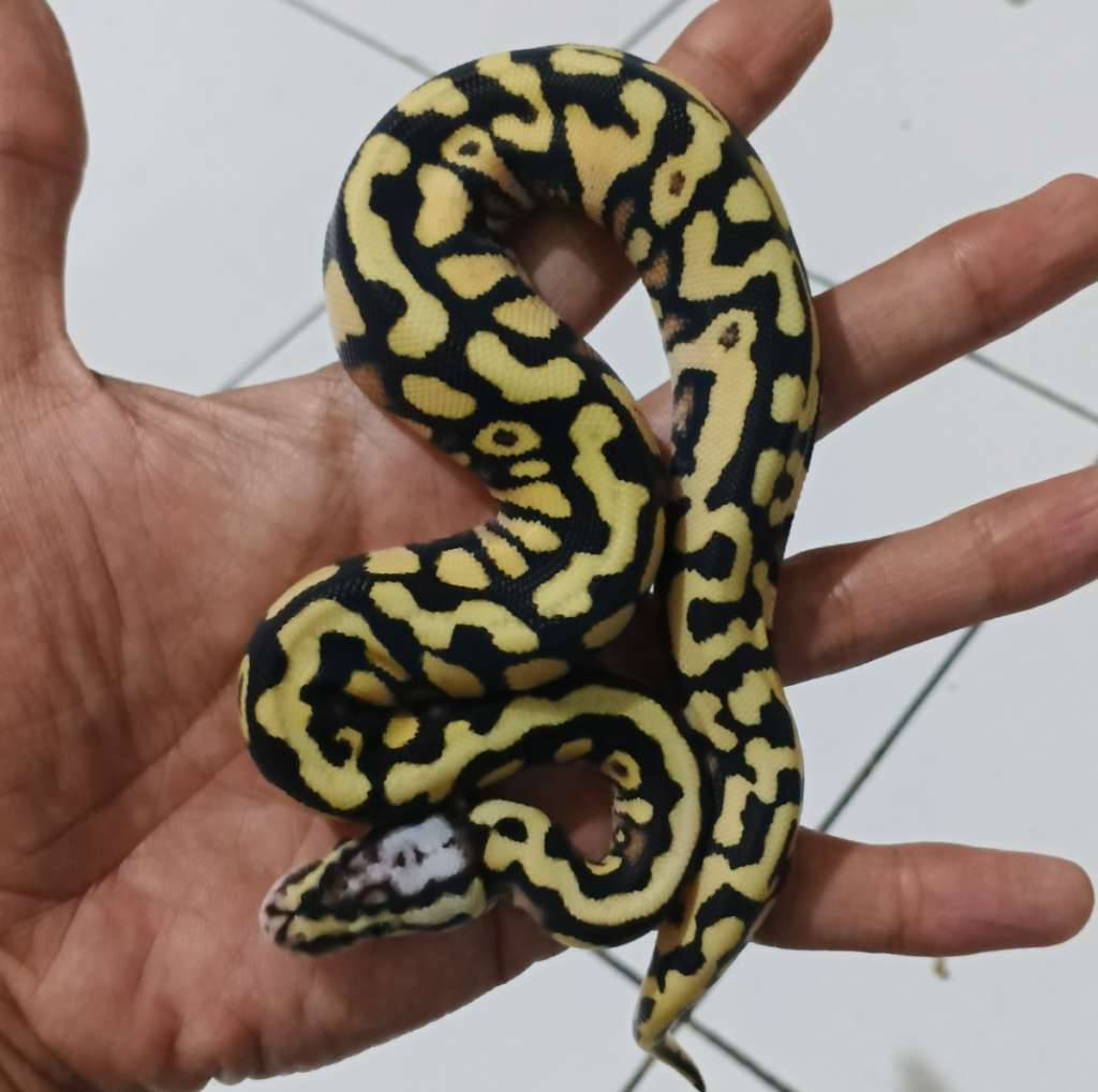 ball-phyton-YRR6UL6SP7