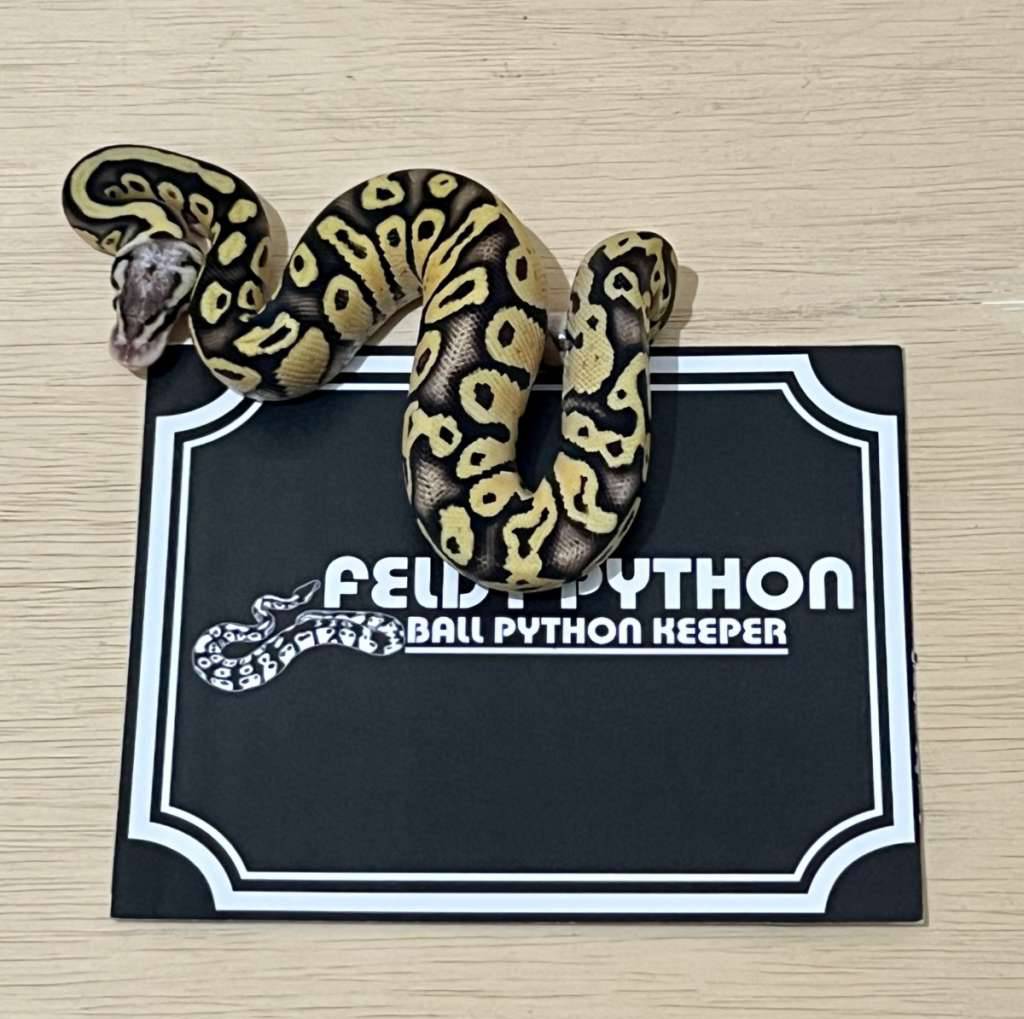 superfly-ball-python-2025020610-N9RDFA5L40