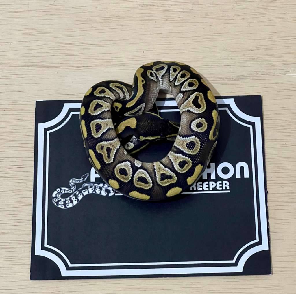 mojave-ball-python-2025030210-MAA9JOJSON