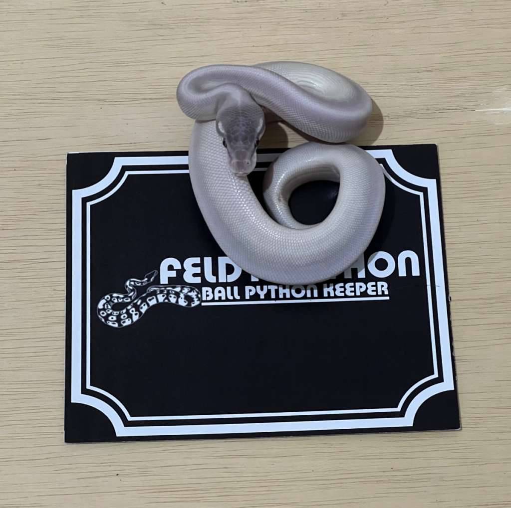 super-mojave-ball-python-2025030410-A16PBLQ4HJ
