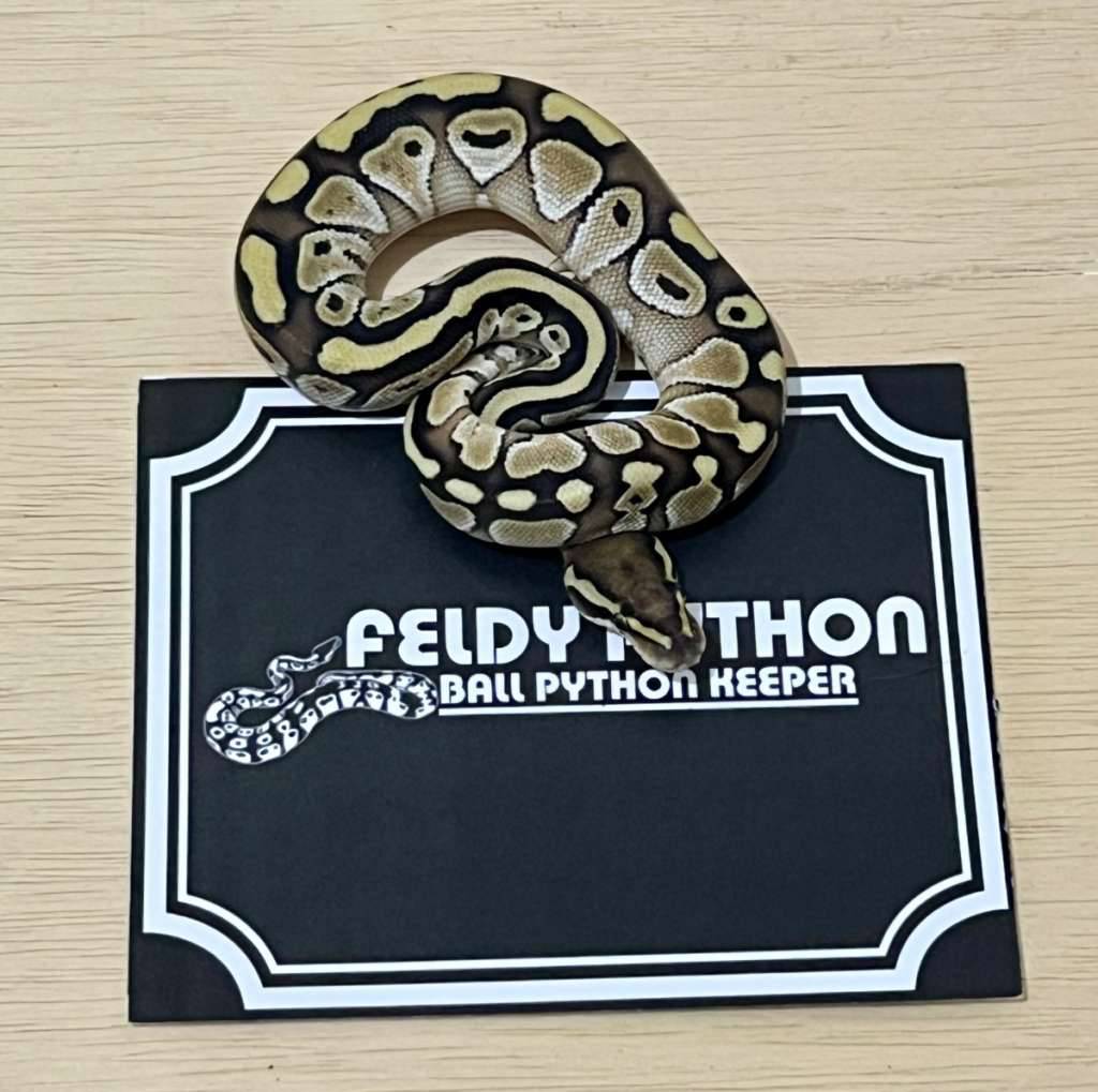 lesser-ball-python-2025030510-1KHFBHPAR1