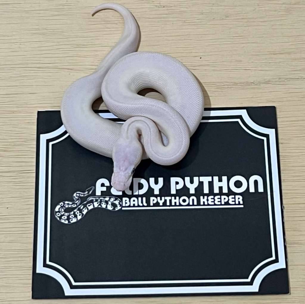 blue-eye-leucistic-ball-python-2025030701-98NS8E0NRG