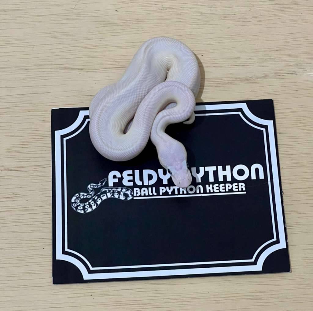 blue-eye-leucistic-ball-python-2025030810-VGX3CRKL7C
