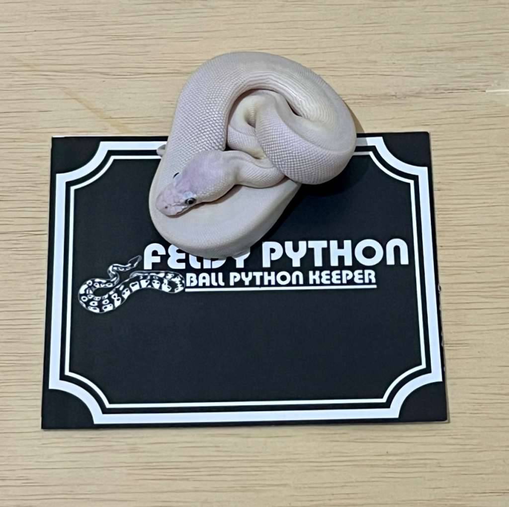 blue-eye-leucistic-ball-python-2025031001-AZW7CAG4XO