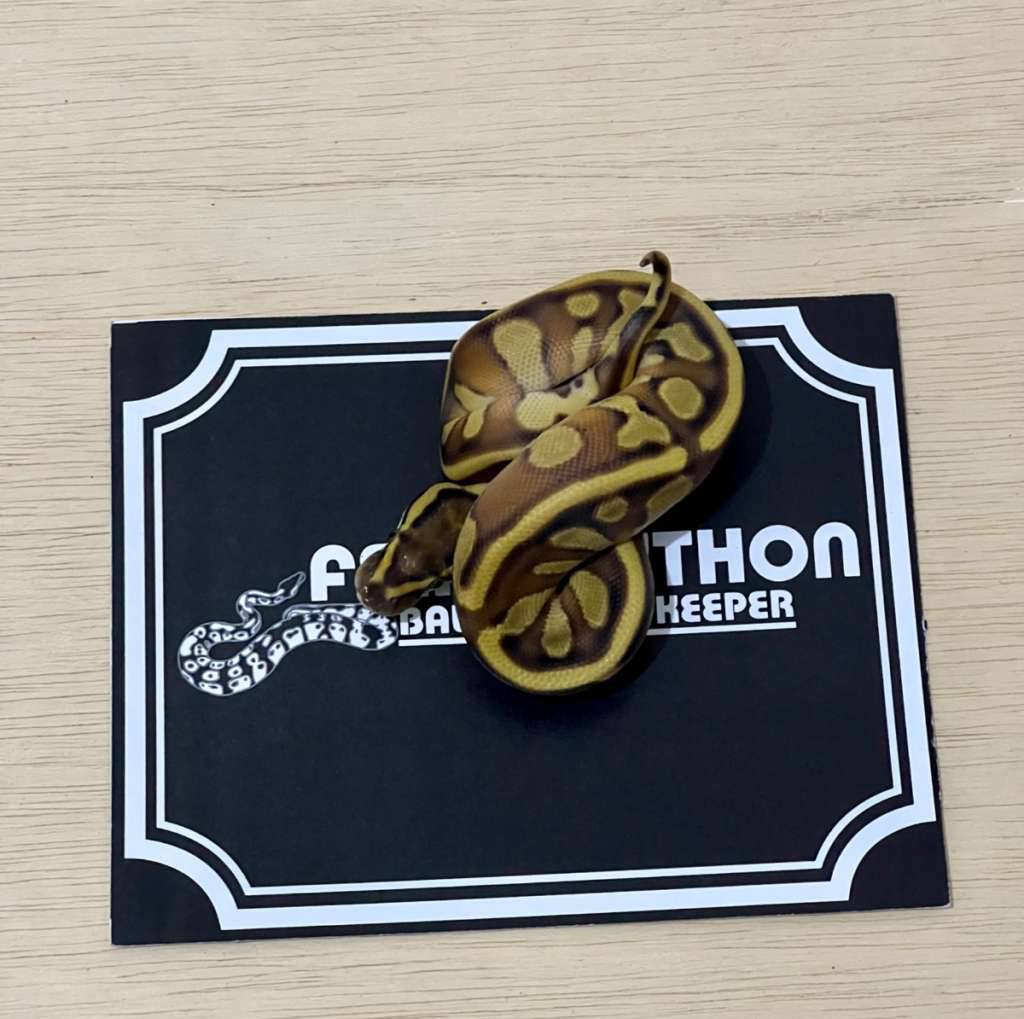 mochi-leopard-ball-python-2025040310-88O95BUFOR