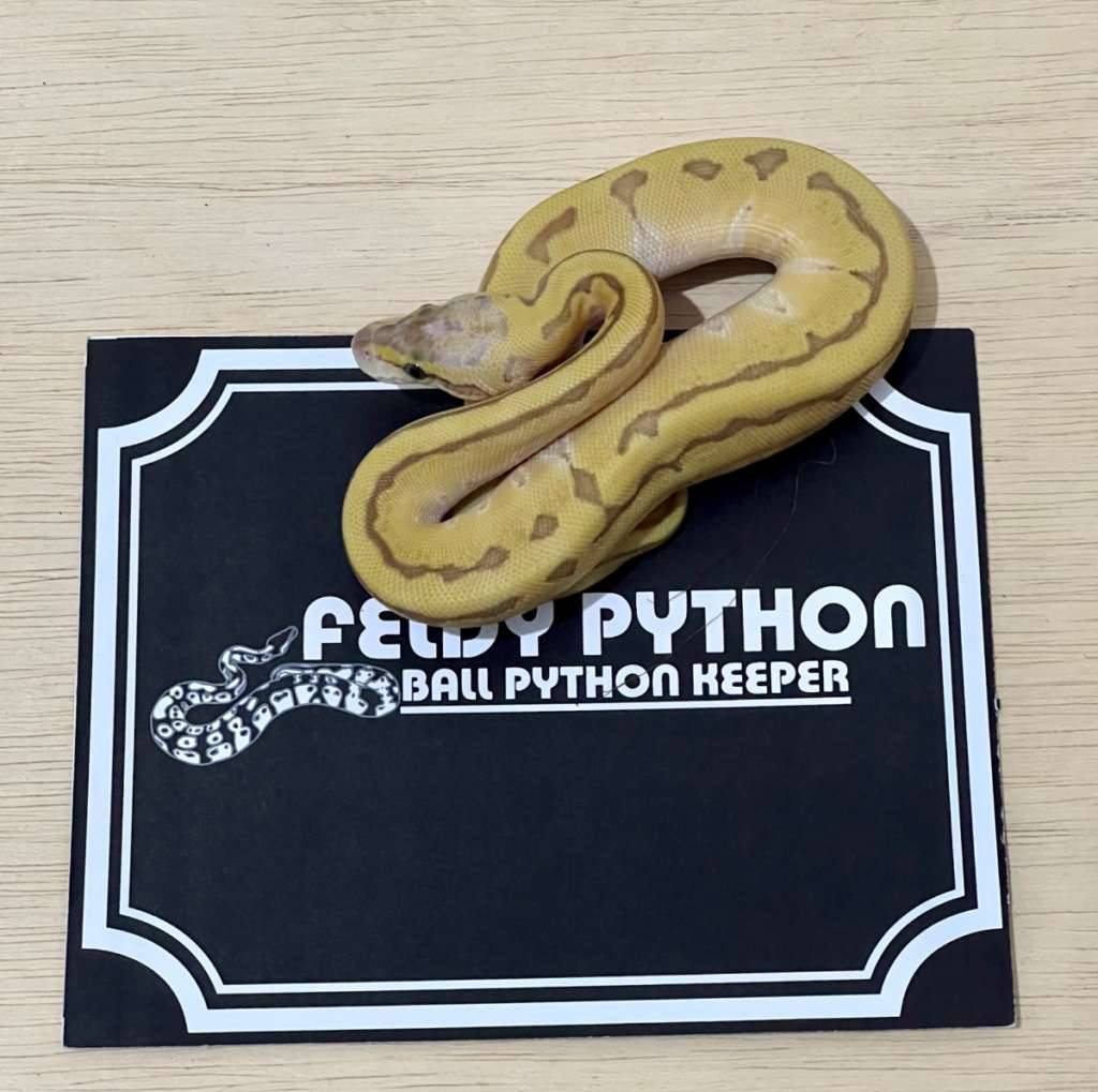 mochi-lemonblast-ball-python-2025040901-YFFLDFBGK0
