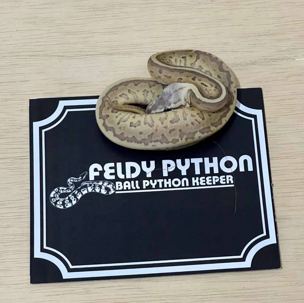 leopard-pastaveblast-ball-python-2025041001-NSC7PUH2RA