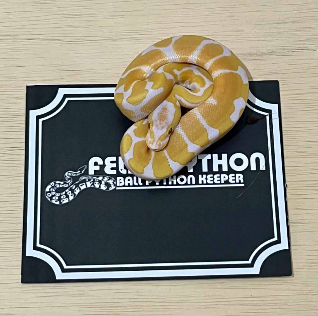 lavender-ball-python-2025050310-0RJGWH8AAN