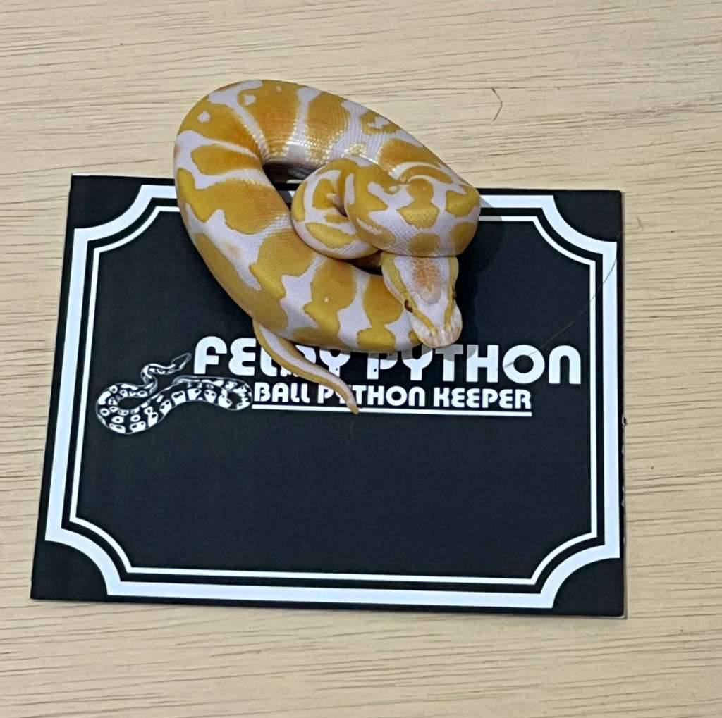 lavender-ball-python-2025050510-PR2QHN7AXL