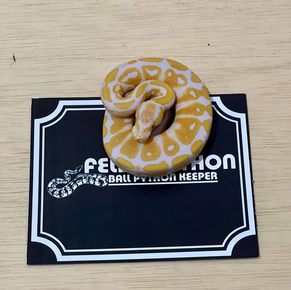 lavender-ball-python-2025051101-VLCLPEEUQY