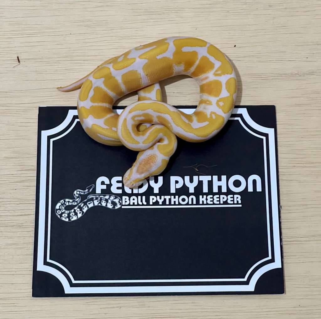 lavender-ball-python-2025051210-DZ4QM6E0GC