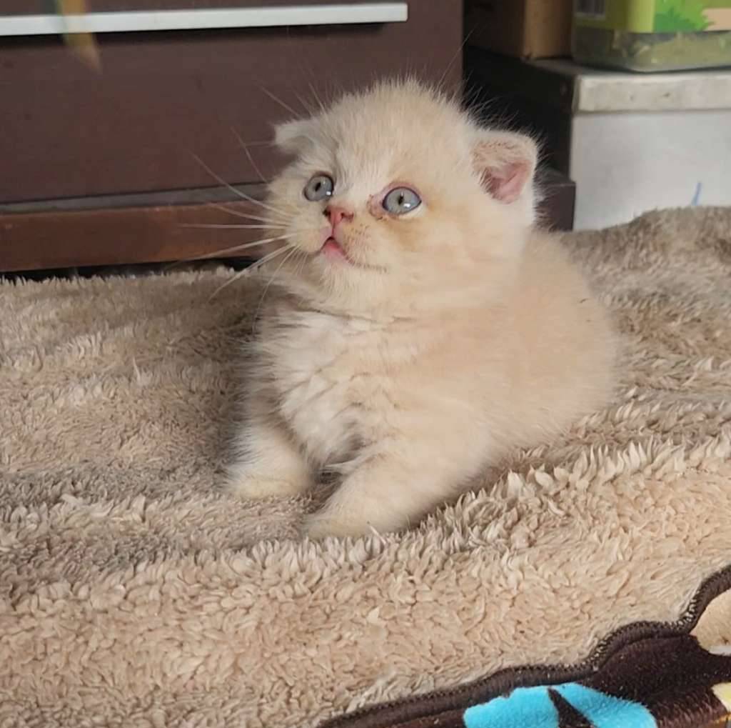 gaelic-cream-SRRMY57D1X