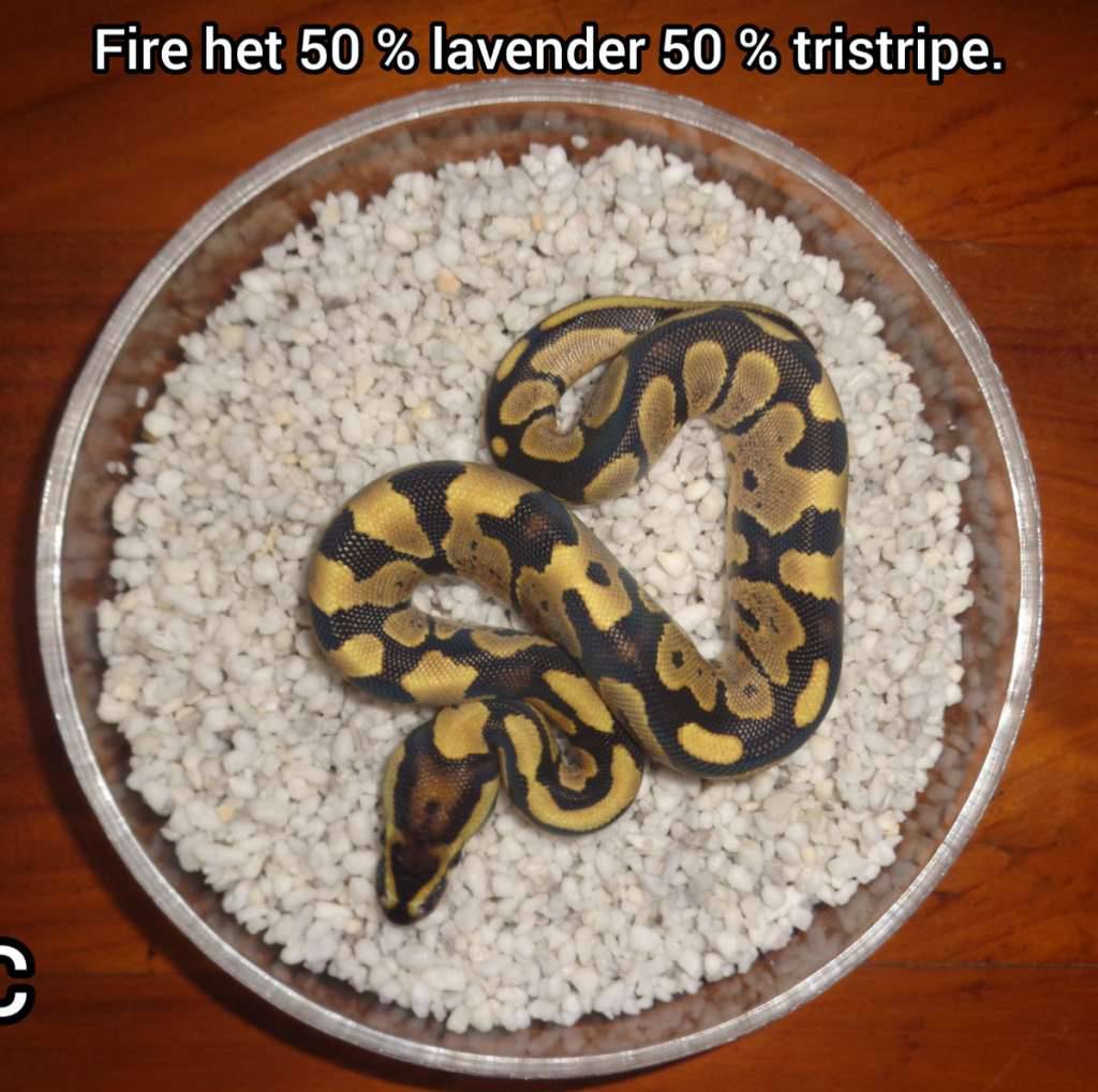 fire-50--het-lavender-50--het-tristripe-2L5199H2FU