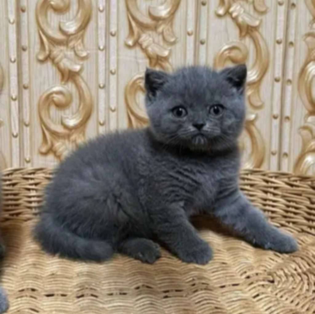 kucing-kitten-british-shorthair-bluesolid-male-BOVUITF33O