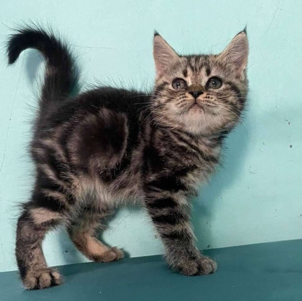 kucing-kitten-british-shorthair-marble-classic-THVGJO8KO4