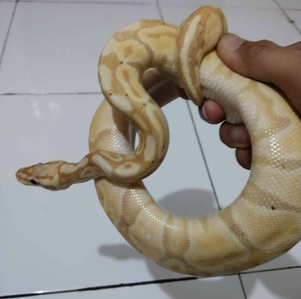 ball-python-banana-pastel-9DAM1Q2RWJ