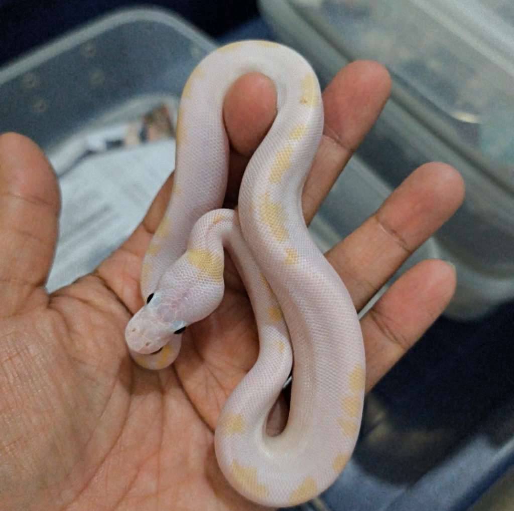 super-fire-pos-od-yb-enchi-pins-VEHZY94ZG9