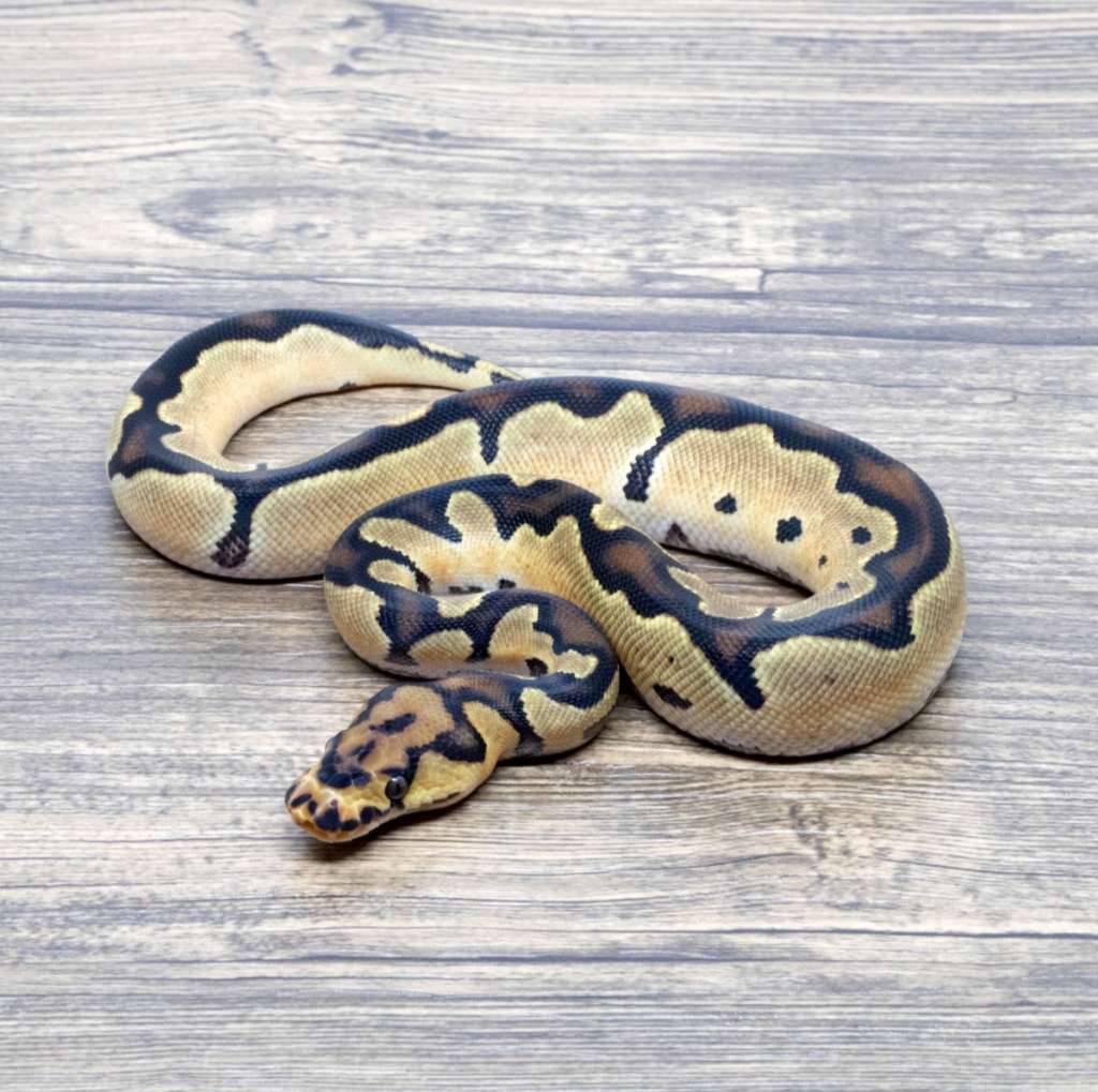 super-orange-dream-clown-66-het-pied-ph-dg-0LVPJMFNV2