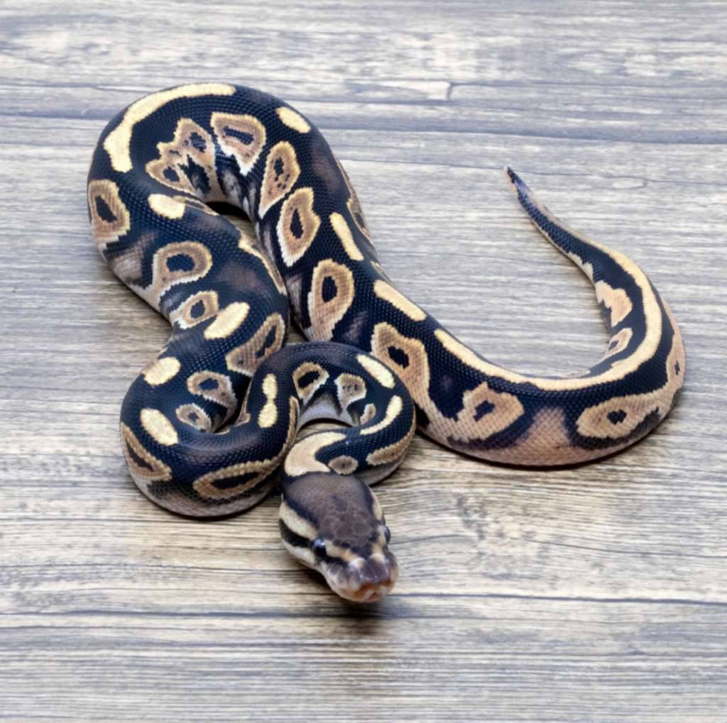 black-pastel-orange-dream-66-dh-pied-clown-ph-dg-C0Y808WG6U