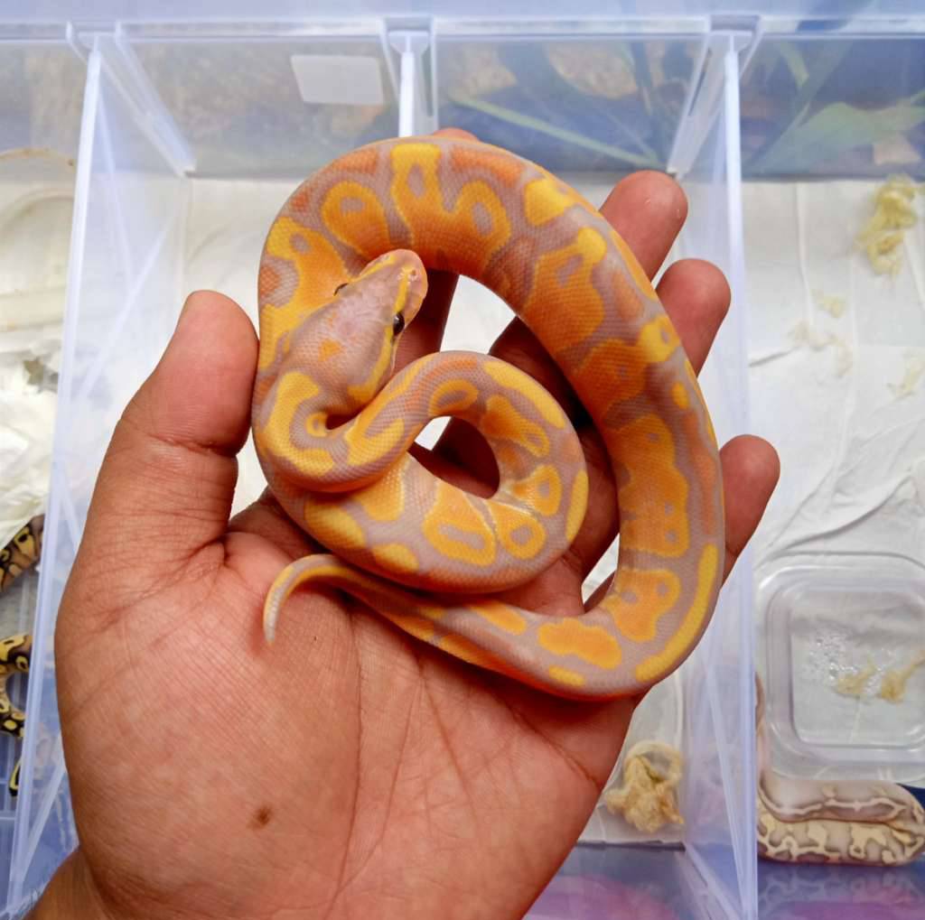 banana-enchi-yellow-belly-J3F7AVCV5J