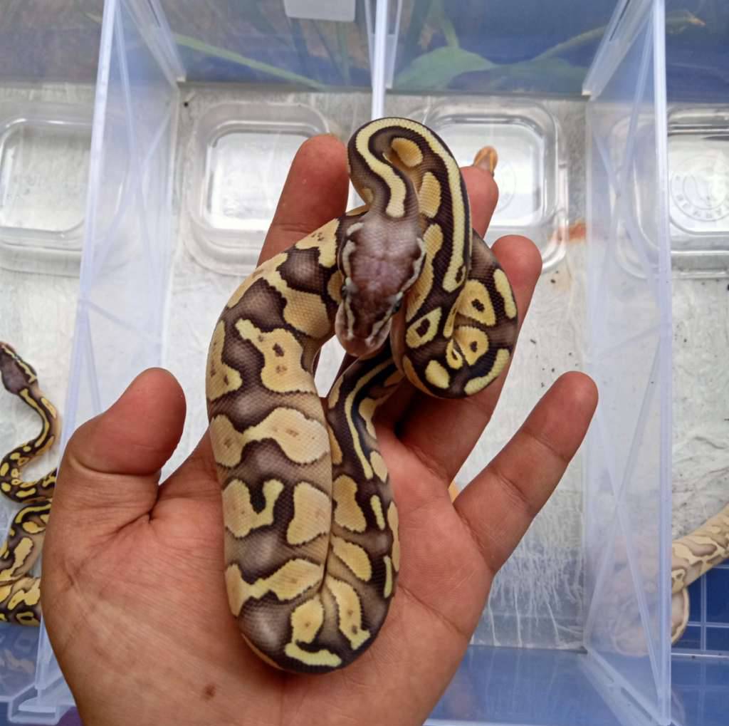 lesser-pastel-possible-yellow-belly-YBUWYSIEZT