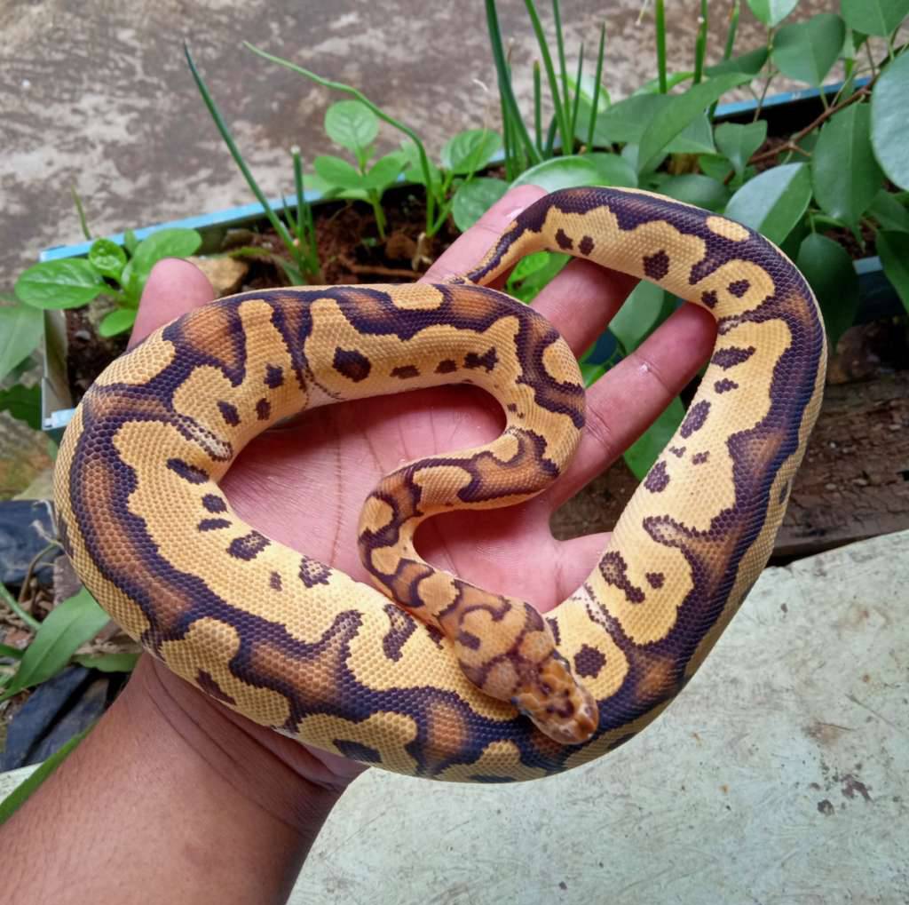 vanilla-clown-R1HMVVXXMW