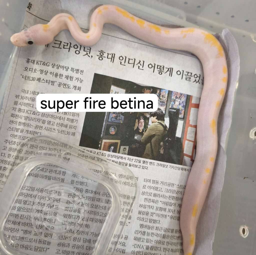 super-fire-pos-od-yb-enchi-pins-50LGL1FEXQ