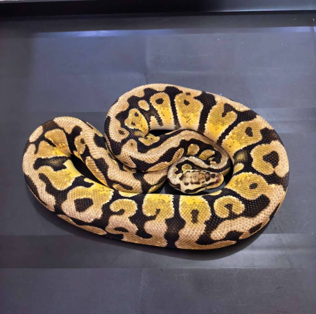 10-pastel-enchi-spotnose-het-clown-AQ8Z1XG0YR