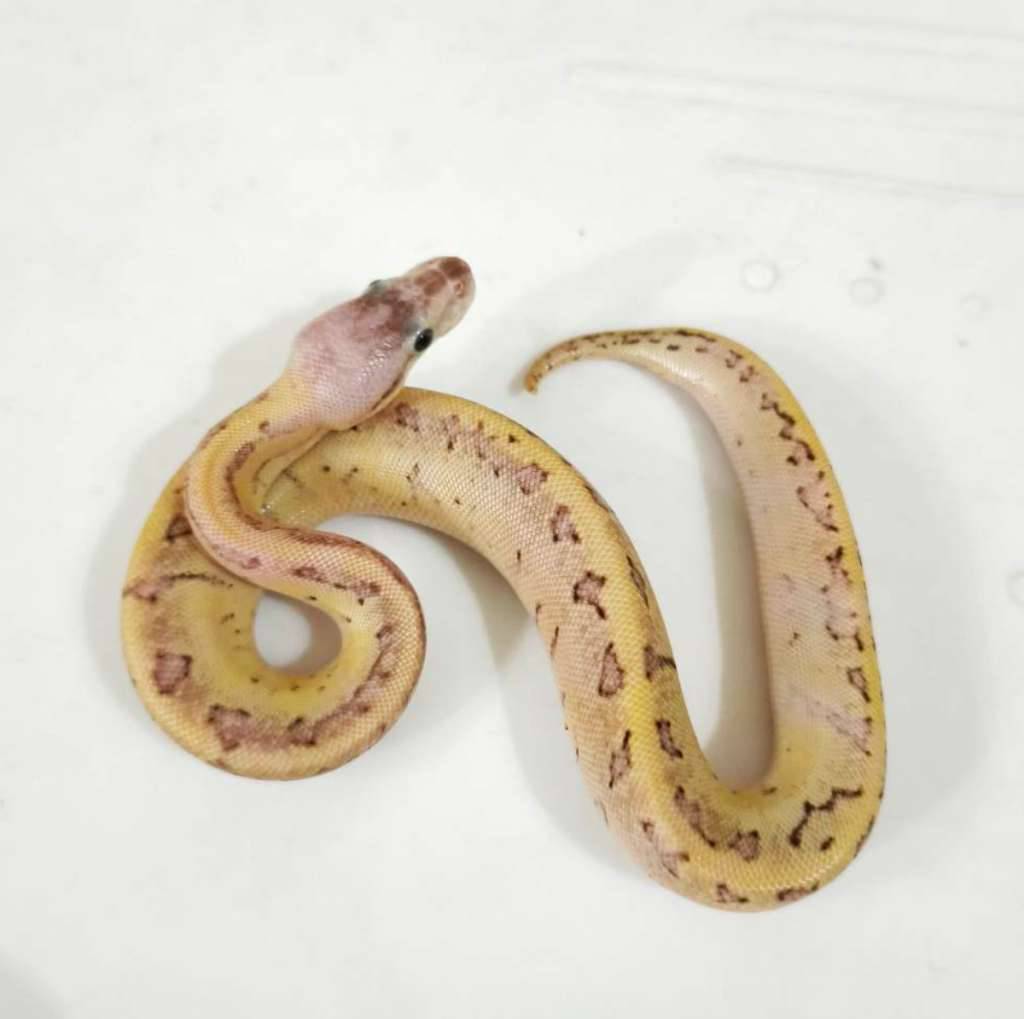 fire-enchi-pins-ST3BKU0T05