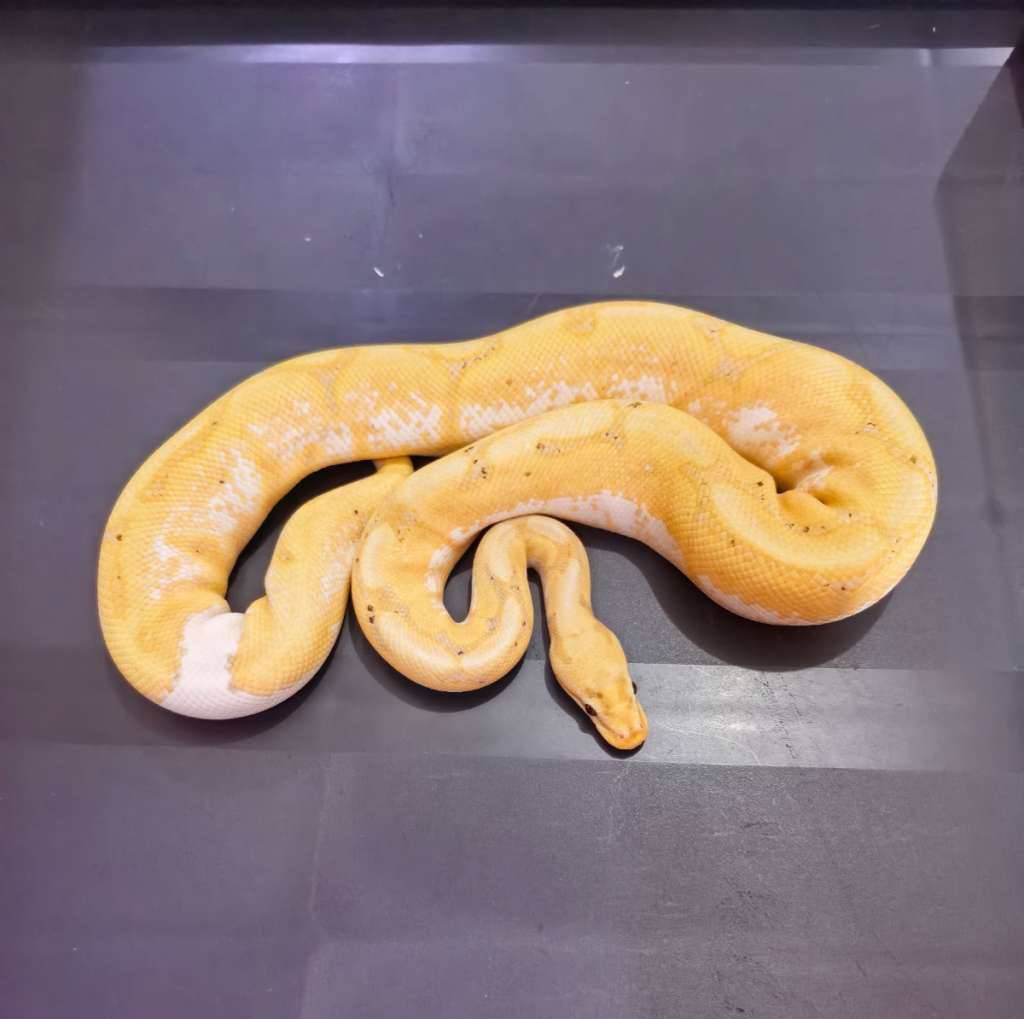 10-banana-spider-het-pied-29M0ADY637