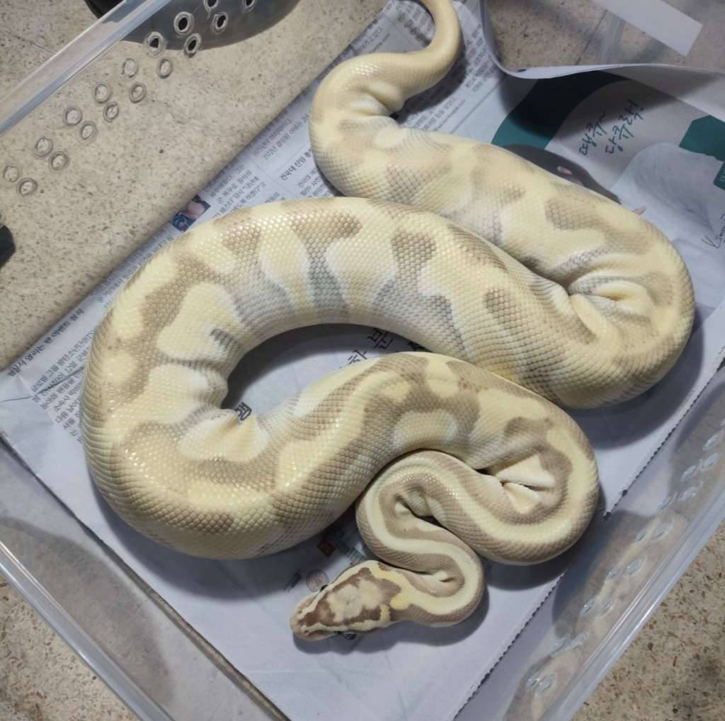 desert-ghost-pastel-enchi-lesser-LBPD52XF4N