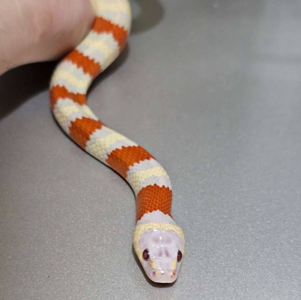 adult-mountain-ks-ruthveni-albino-X69NYK9GH0