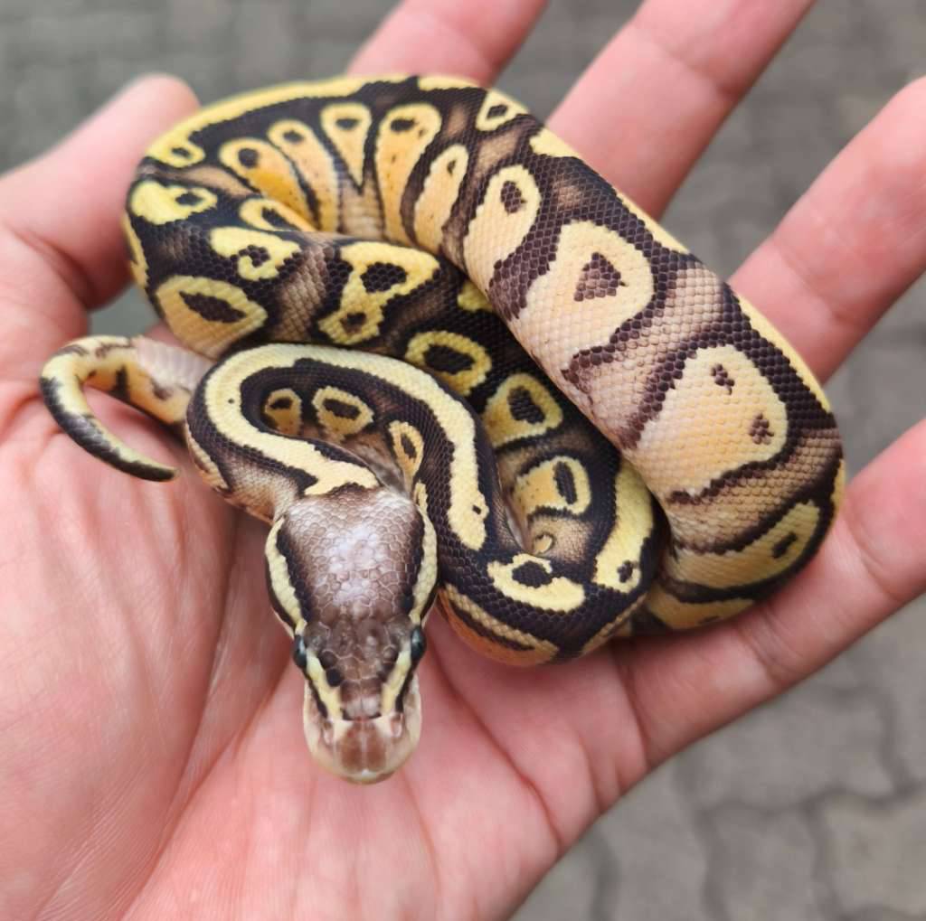 ball-python-pastel-mojave-yb-enchi-poss-het-dg-989BJ4E2TF