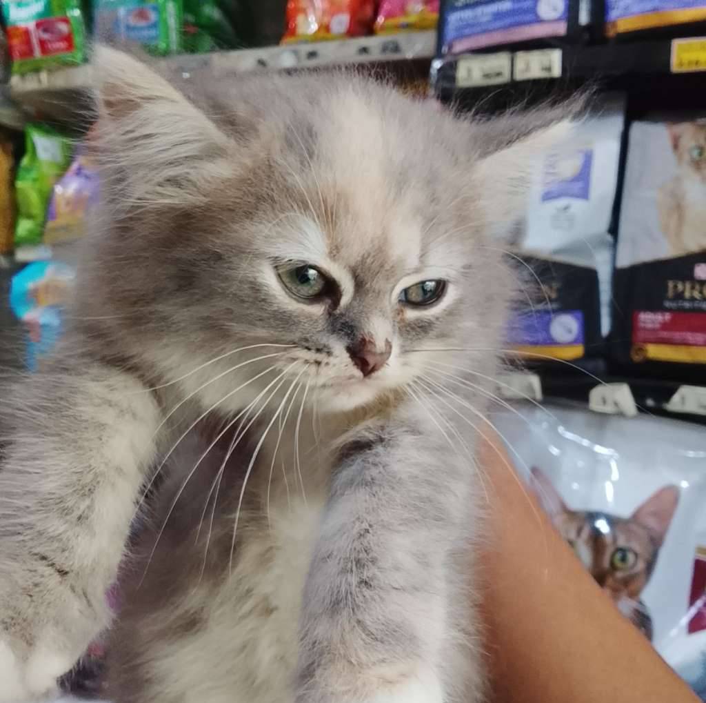 bsh-mix-persia-JDR2ZQEMDY