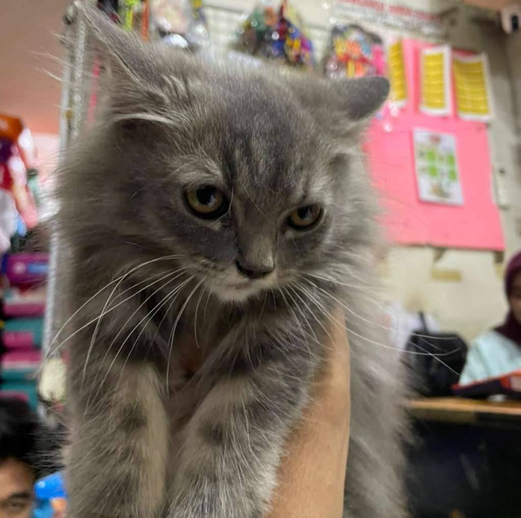 mix-maincoon-38PSLFPWB2