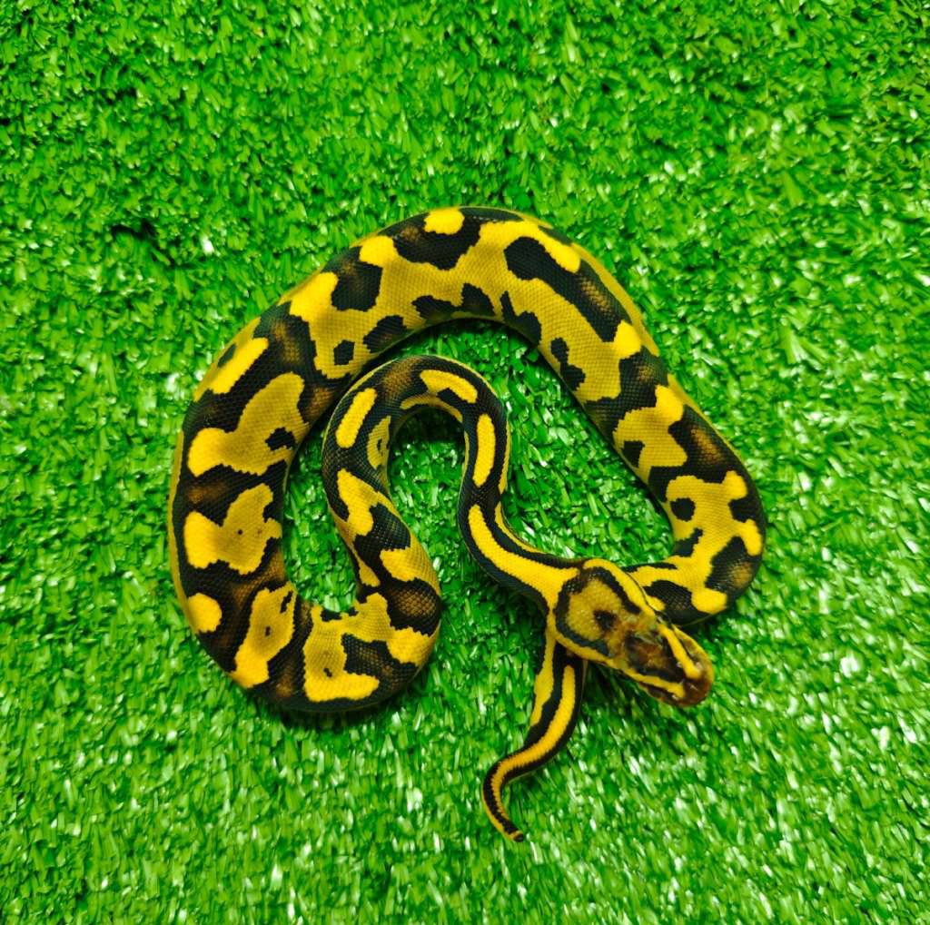 lepard-orange-dreams-yellow-belly-30W06D0LB5
