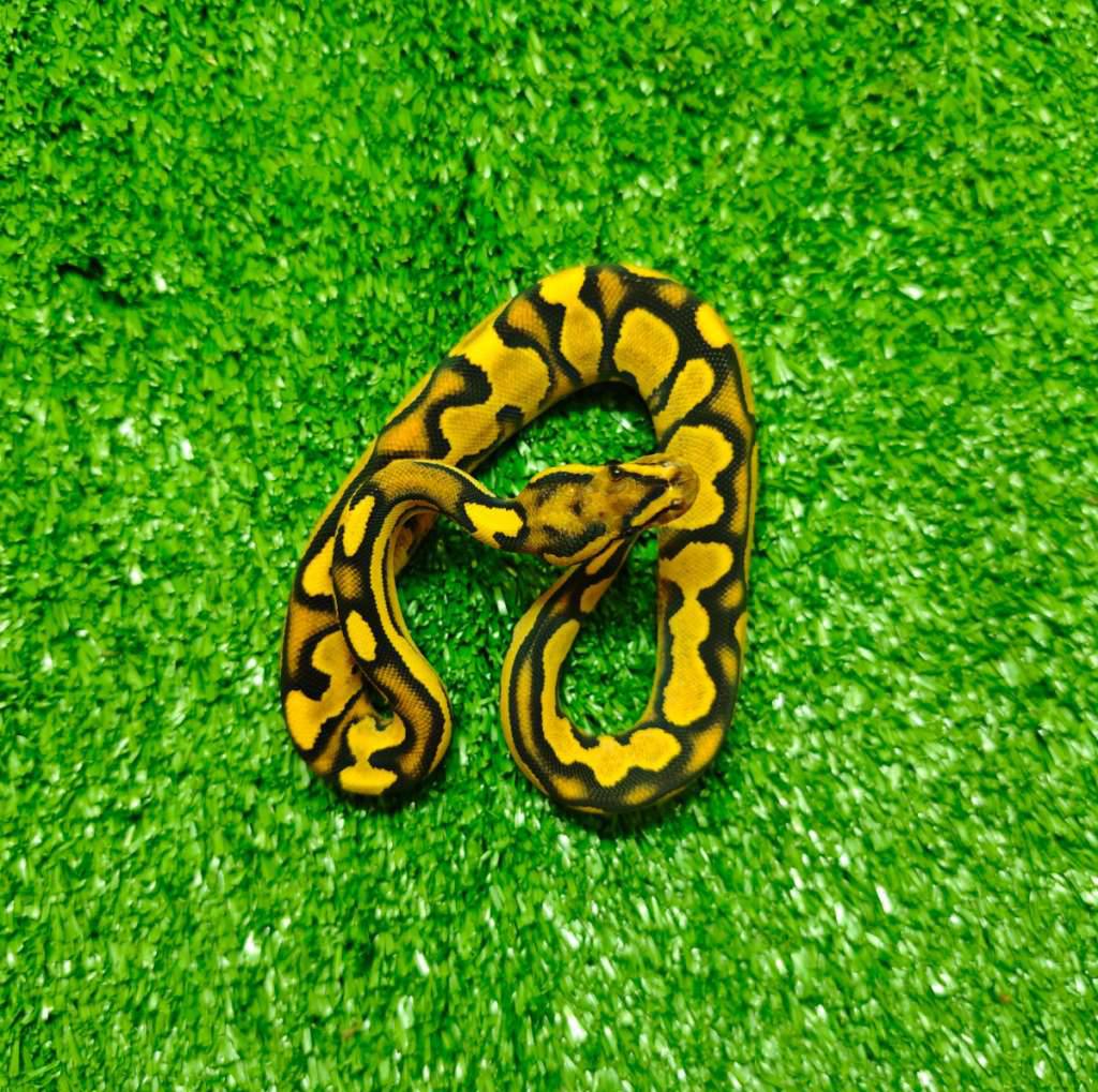 orange-dream-yellow-belly-GEAAFME6S2