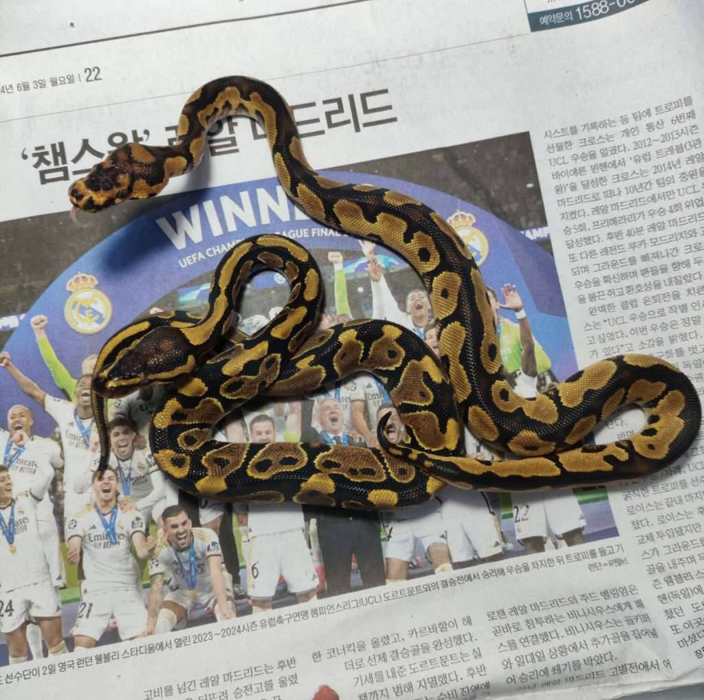 super-gravel-clown-TB7DUK85JT