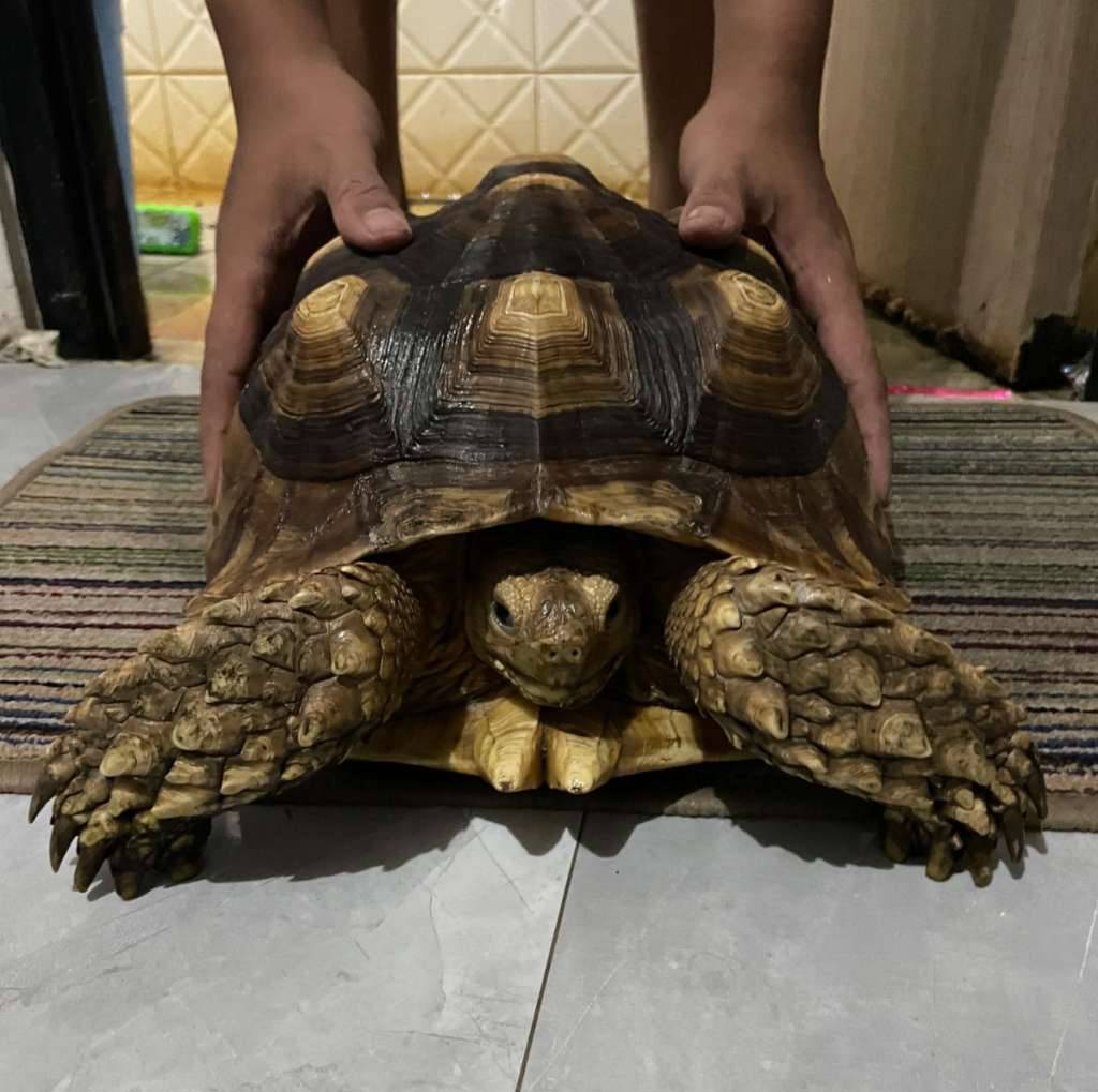 sulcata-jantan-size-37-KGQ201V8E6