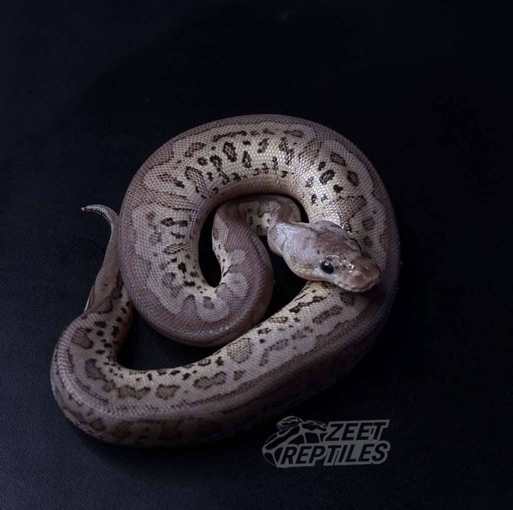 m--pewter-leopard-clown-DP64TY1G6G