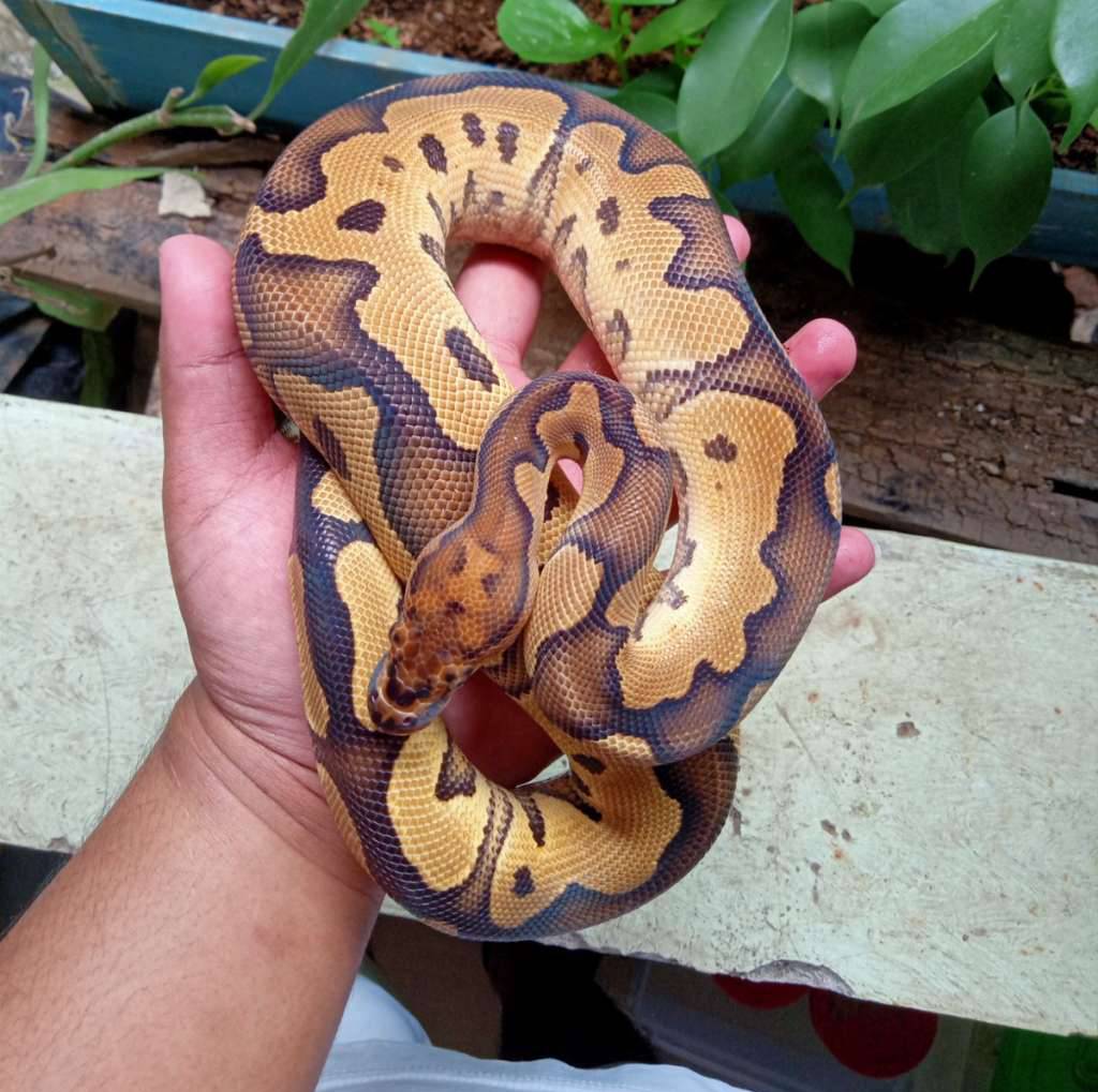 yellow-belly-clown-R3BZZ8XAIR