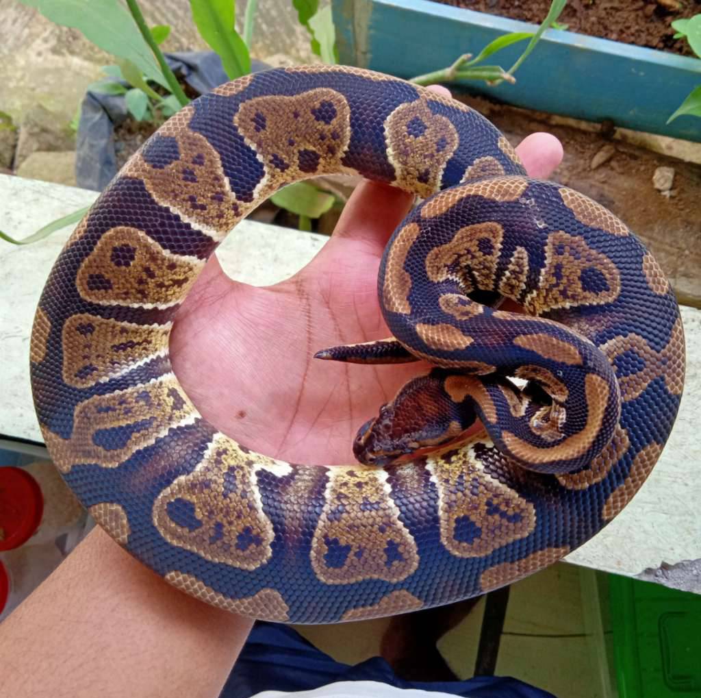 sable-het-lavender-clown-grail-M1PSL653KG