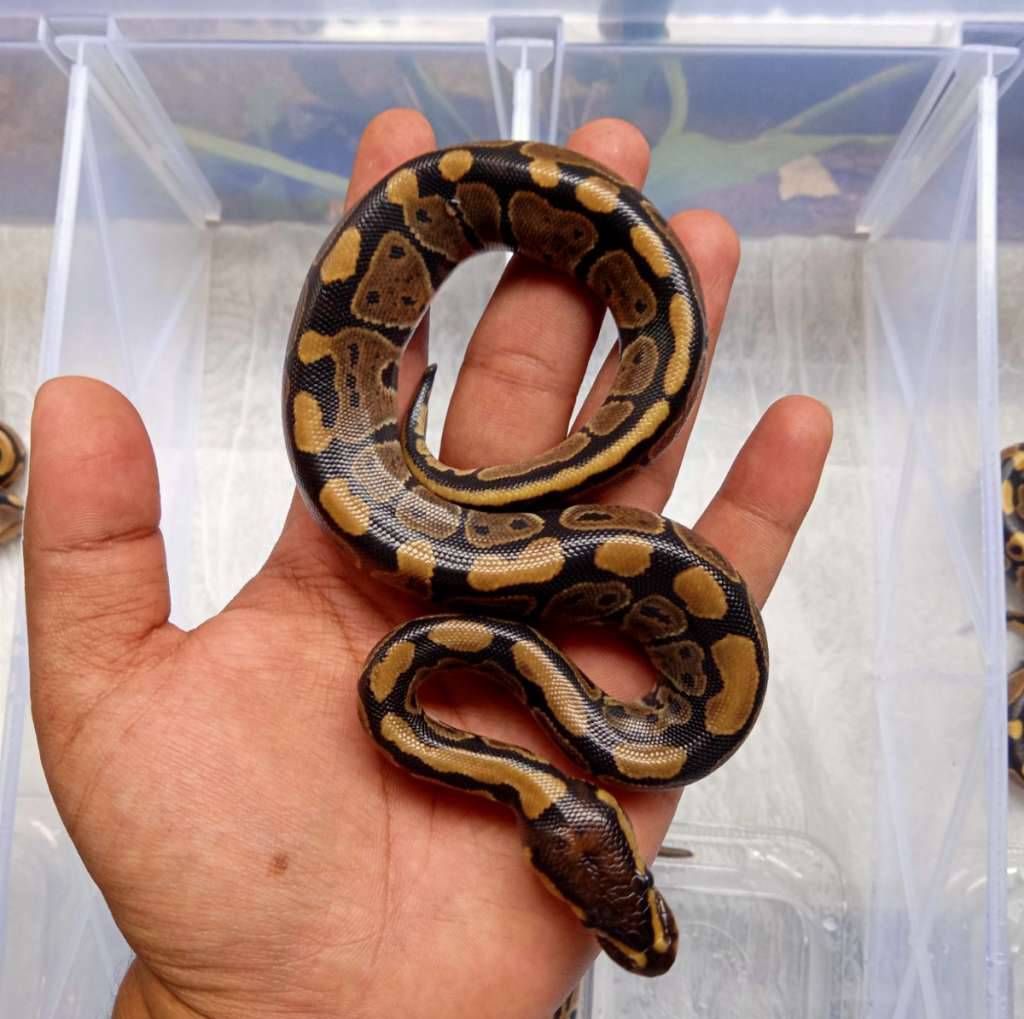 normal-het-hypo-100-VH8ILZPCSM