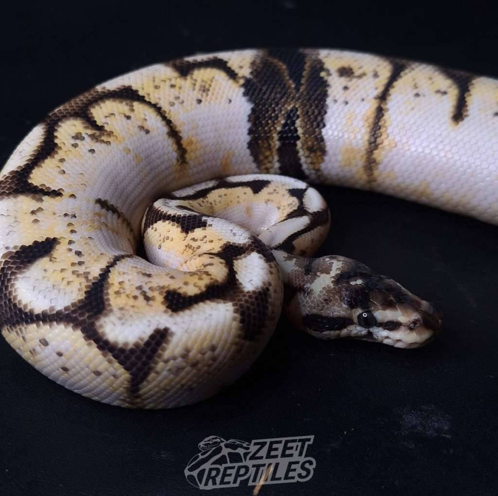 f--spider-pastel-calico-paradox-9EU6T40DRW