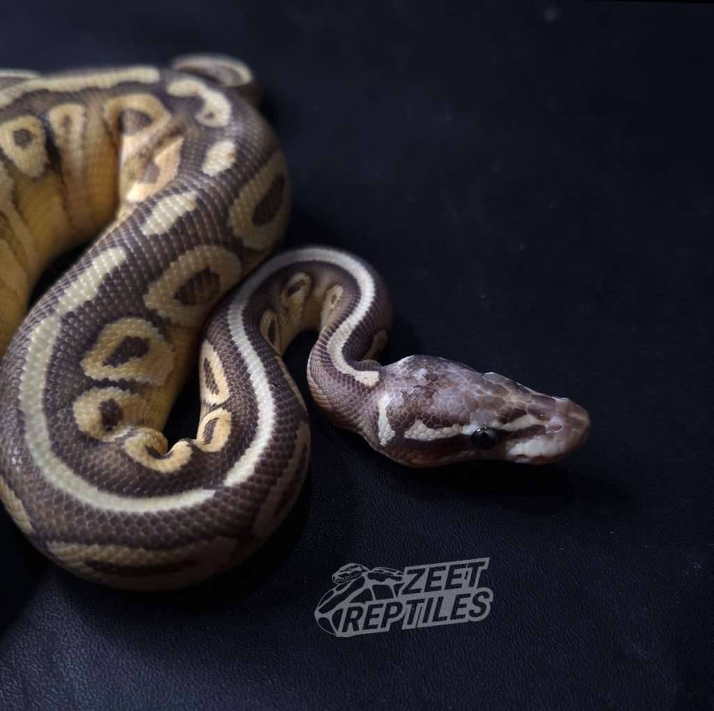 m--super-pastel-lesser-ph-dg-66-MMEF8IU21Y