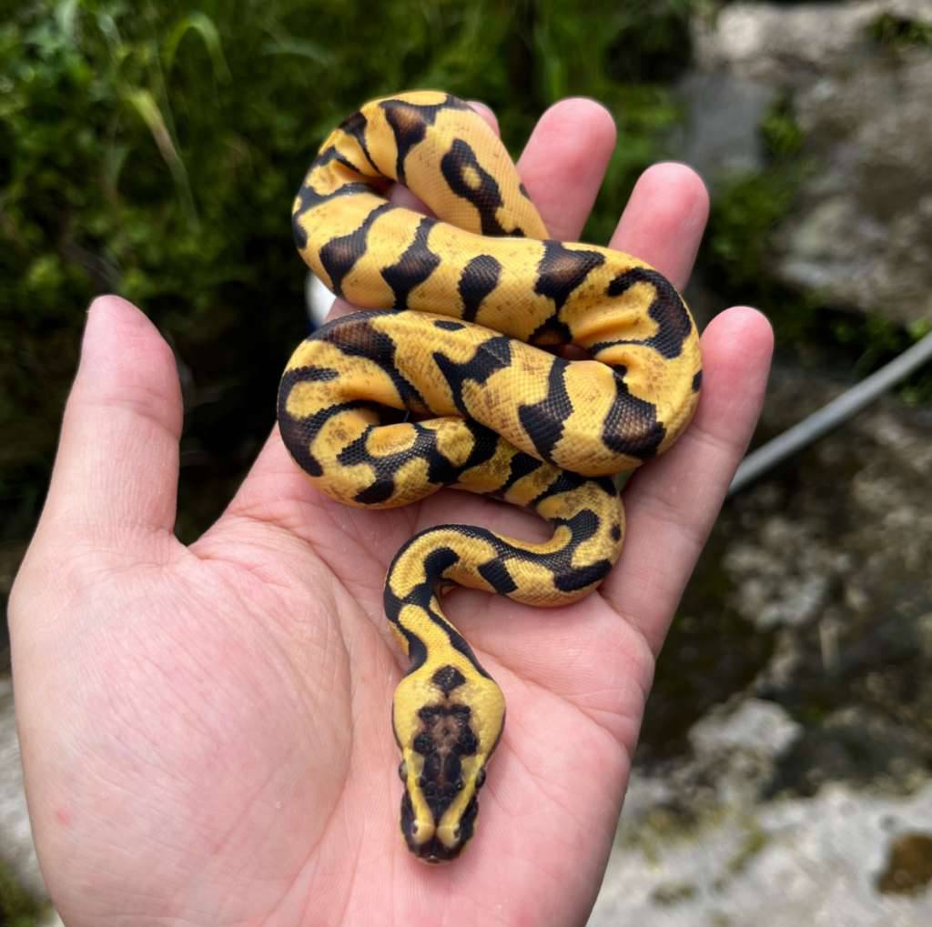 pastel-enchi-odyb-dh-pied-albino-NV65B5KR59