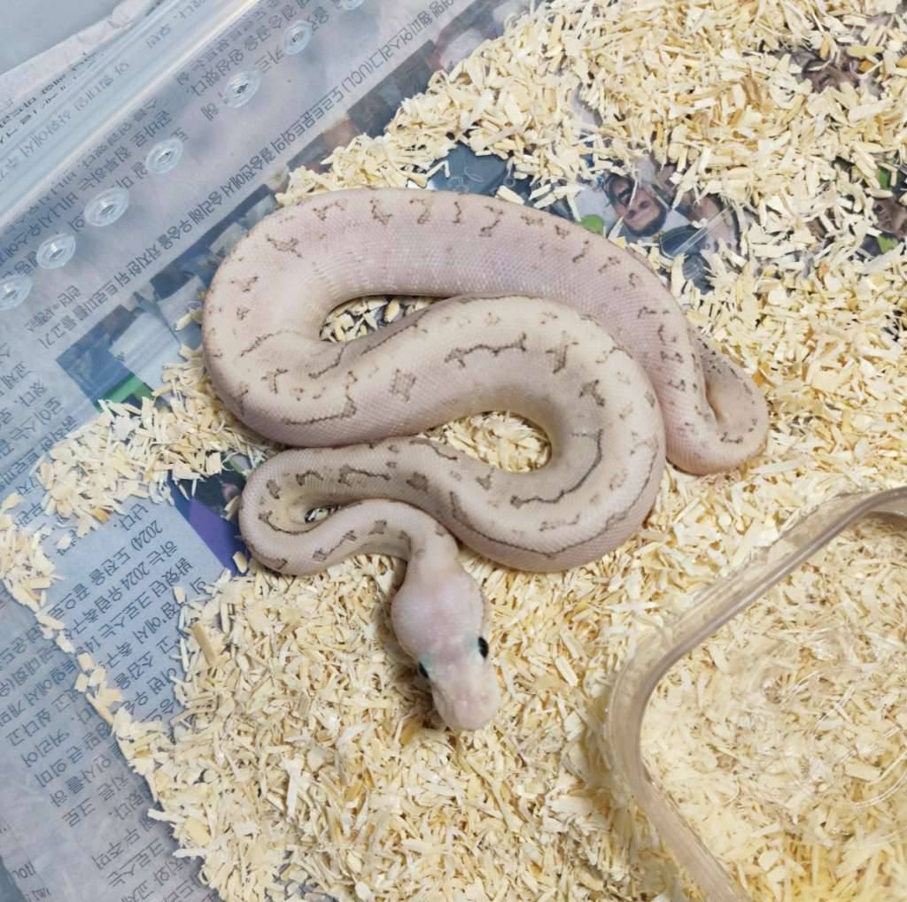 hypo-dragonfly-bamboo-EVZRZ5E1JU