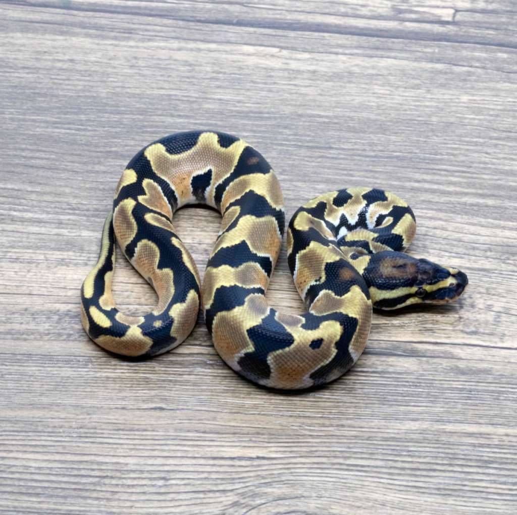 orange-dream-66-dh-pied-clown-ph-dg-LVBNR1YNY0