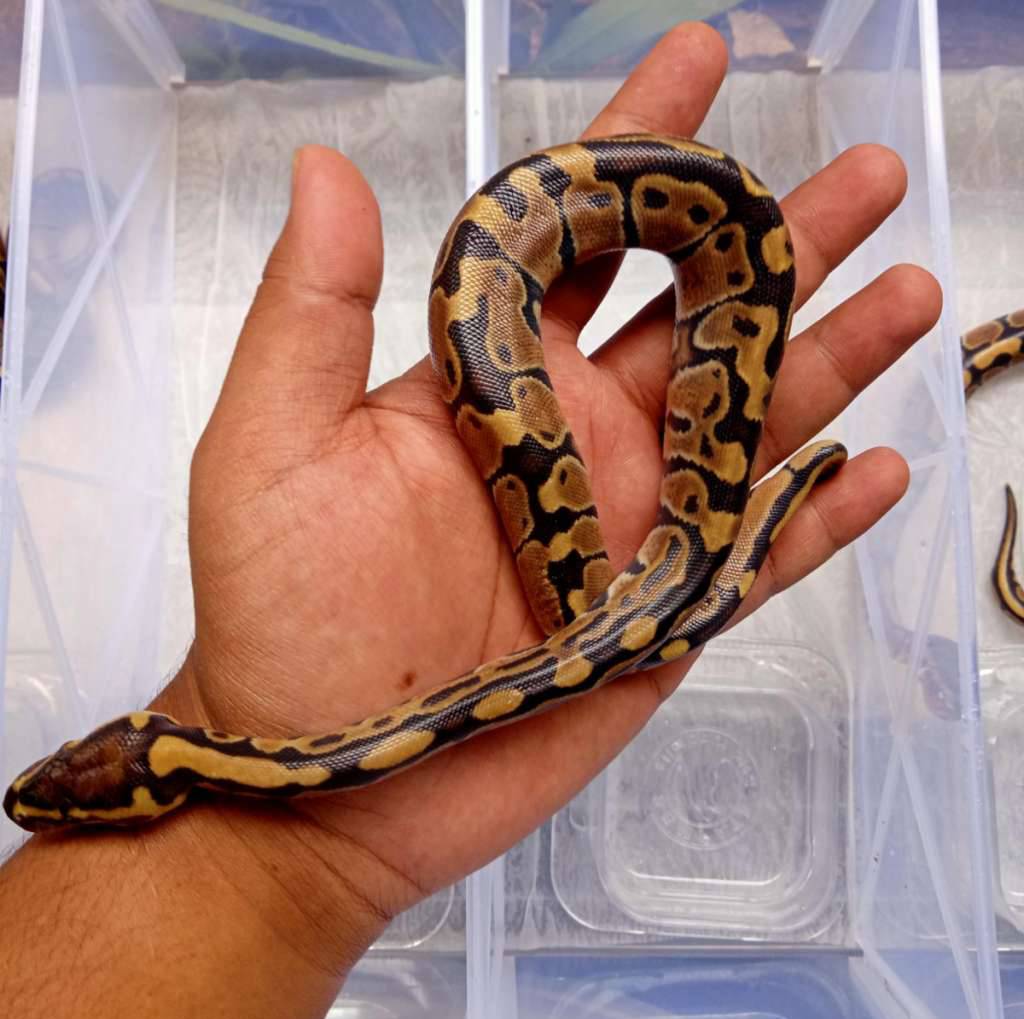 normal-het-hypo-100-8VPL6UWCNG